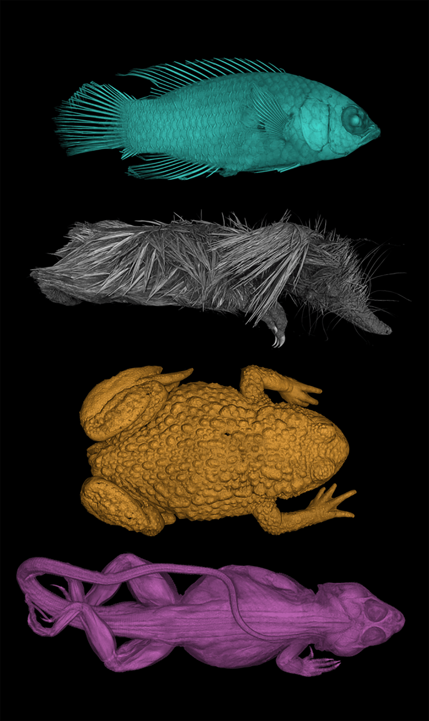 From top to bottom, a fish (basslet), rendered in green-blue, a tenrec, rendered in grey, a fire bellied toad in yellow, a collared lizard in pink