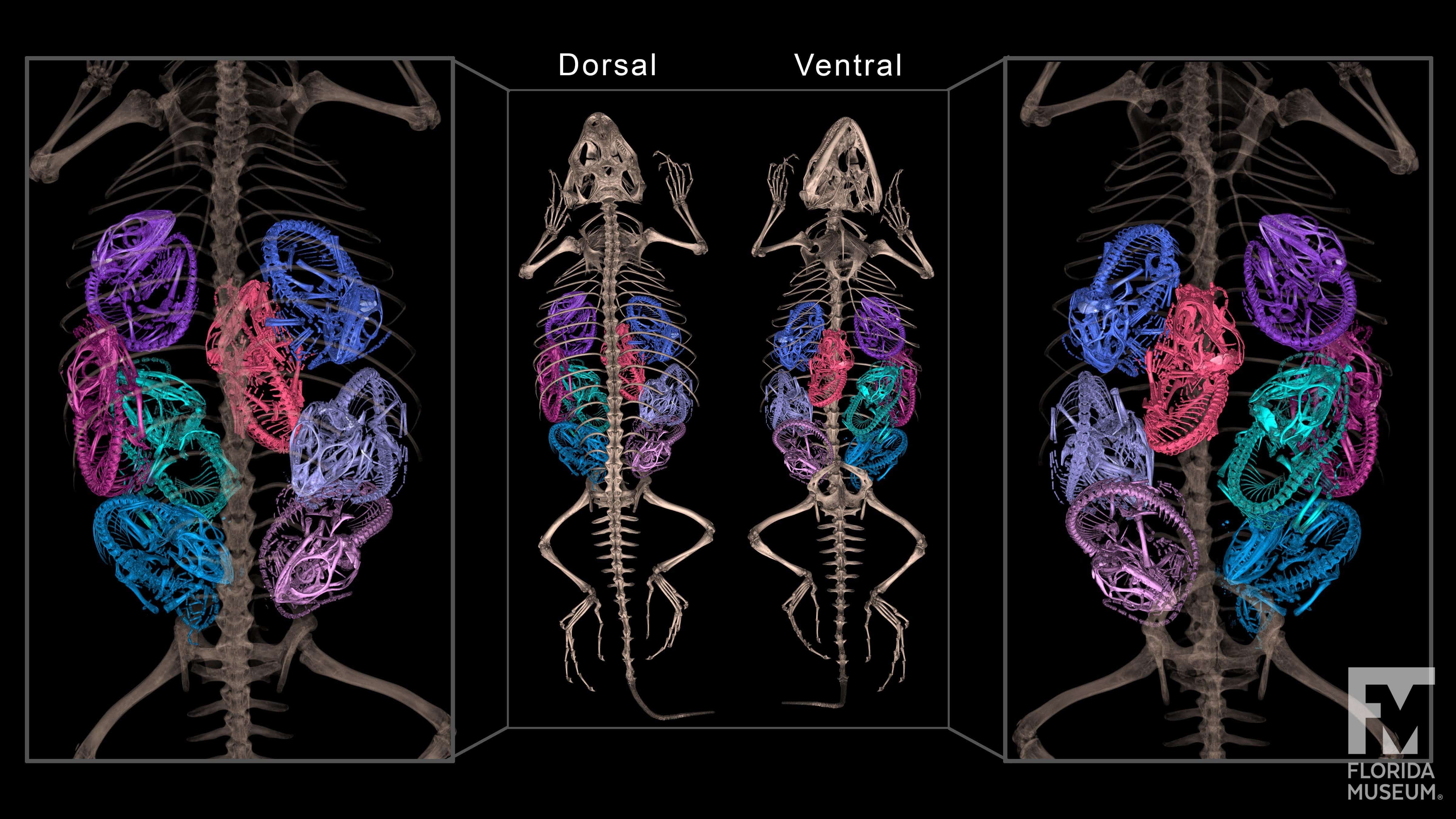 Rendering of a CT scan of a Scelporus lizard with 8 babies inside. Mothers skeleton shown in brown, babies skeletons shown in different colours for each baby.