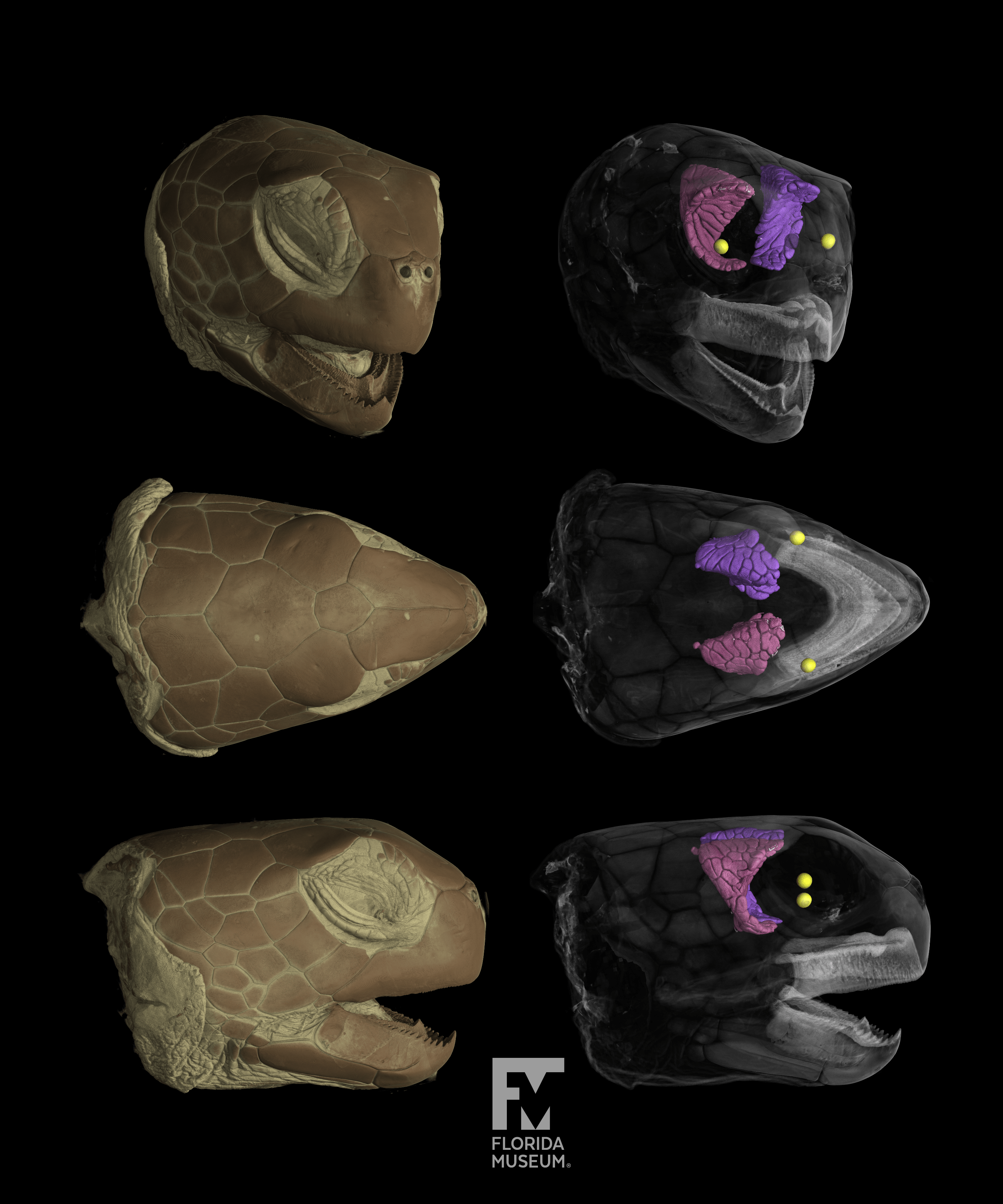 Rendering of contrast enhanced CT scan of a green sea turtle head. Showing head in brown (left) and transparent head with salt glands in pink/purple (left).